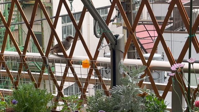 父の要介護区分変更申請のその後。の記事動画