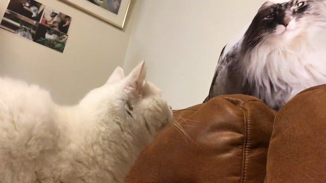 ぶーちゃんと蝶子ちゃんのクッション♪の記事動画