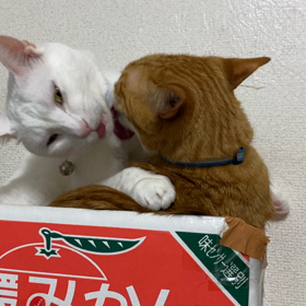 3月4日のおっさんずラブ　動画編の画像