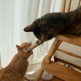 やられっぱなしの猫の画像