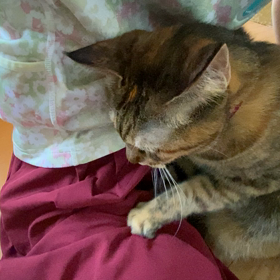 ねこマッサージ師の画像