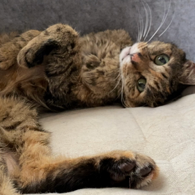 自分のかわいさを理解している時の猫の行動の画像