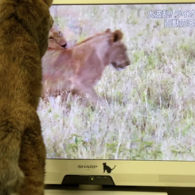 テレビが大好きな猫の画像