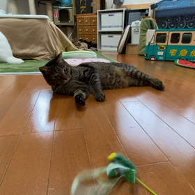 突進する猫の画像