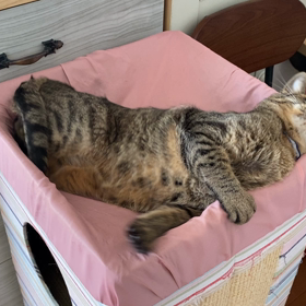鬣猫の画像