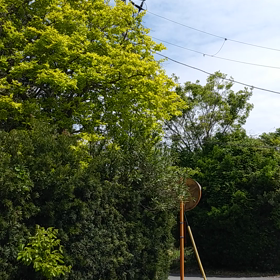 鶯の鳴き声が録れたの画像