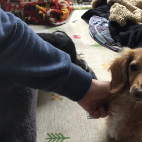 エスパー愛犬ずの画像