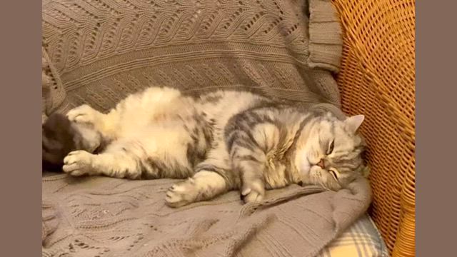 1日の終わりはウリ坊の寝姿での記事動画