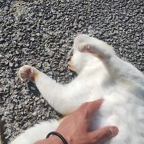 またもや水泳練習？の画像