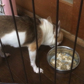 食べっぷり比べ〜ヒメの画像