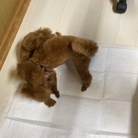 本格トリミングの画像