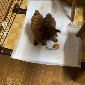 倍返しの、前の画像