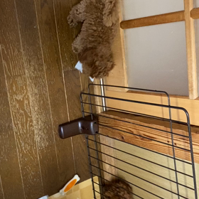 奪い合いの画像