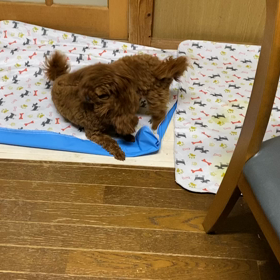 朝一することの画像