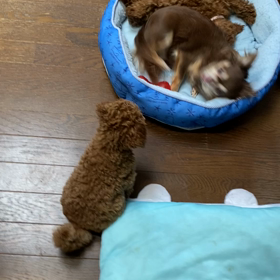大遊びの画像