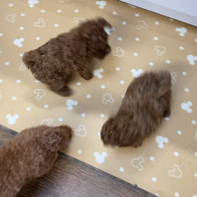 追いかけっこの画像
