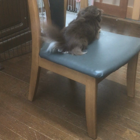 プロペラかの画像