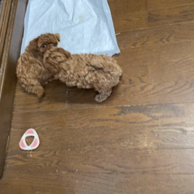 やっぱり…かの画像