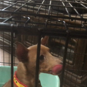 食べっぷり比べ〜ケイクの画像