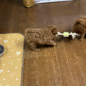やってる、やってるの画像