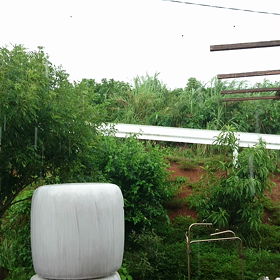 雨の画像