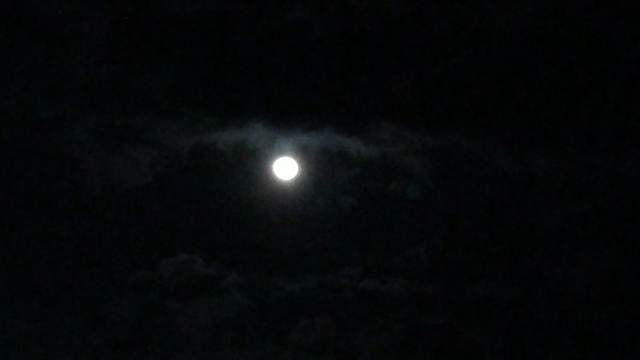 お休み中の月夜の記事動画