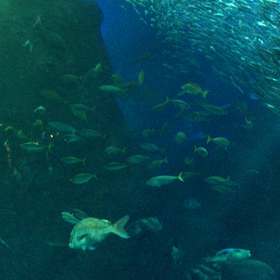 新江ノ島水族館、動画✖️2。の画像