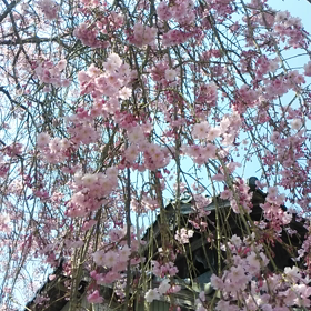 SAKURAの画像