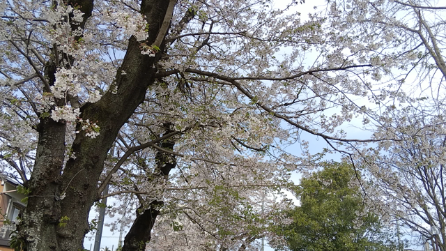桜吹雪には・・・・・の記事動画