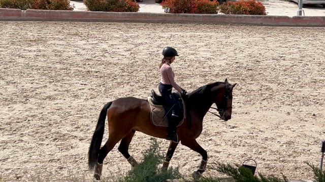 乗馬教室に同行の記事動画
