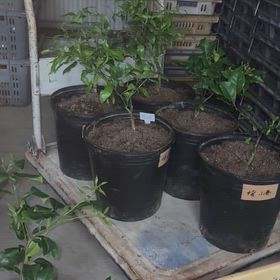 接ぎ木苗の植え替えの画像