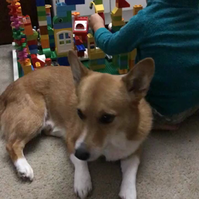 撫でられ待ちの男の画像