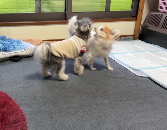 ふわっふわの記事動画