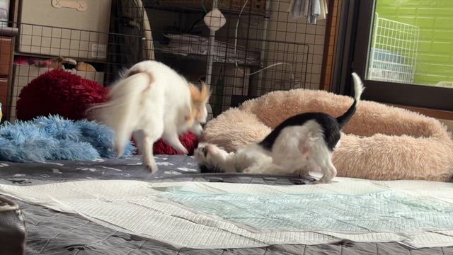あずき★ワンプロ姉妹の記事動画