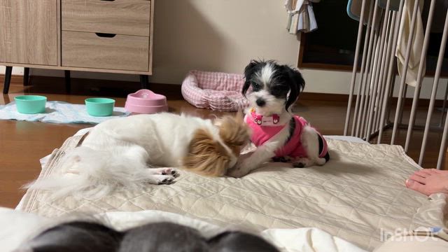 野いちご☆甘ったれ娘の記事動画