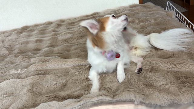 ホクとのんびりした１日の記事動画