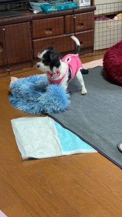 野いちご☆ヤンチャっ子炸裂の記事動画