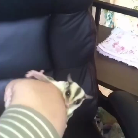 プラチナヘテロリューシの女の子の画像
