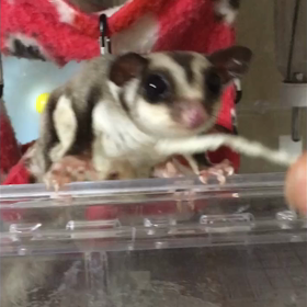 おやつの画像