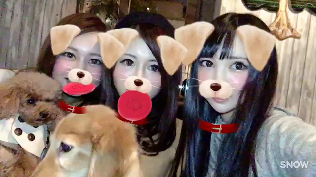 わんこの記事動画