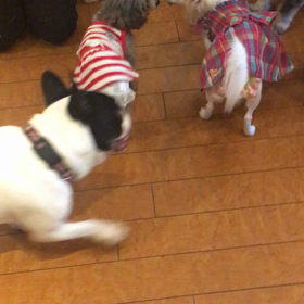 【保護犬カフェ鶴橋店】ちびちび ひーちゃん 里親様募集中の画像