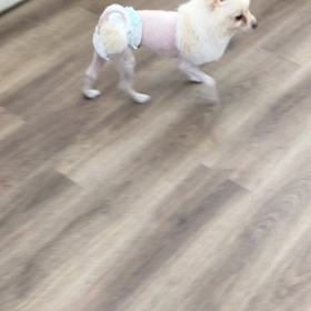 【保護犬カフェ寺田町店】4歳のポメラニアンさん里親様募集中の画像