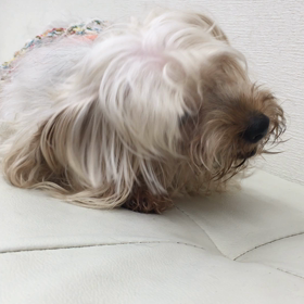 【保護犬カフェ寺田町店】ガム奪えたの画像