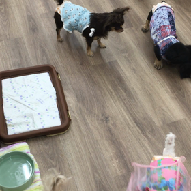 【保護犬カフェ寺田町店】チワワのミランダちゃんの画像