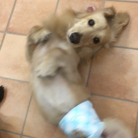 【保護犬パーク長居店】カニンヘンダックスフンドのジョイくん里親様募集中の画像