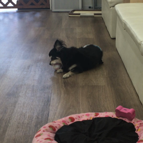 【保護犬カフェ寺田町店】タンクの遊び方が斬新の画像
