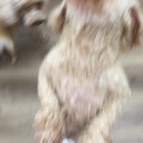 【保護犬カフェ寺田町店】おやつの力は偉大の画像