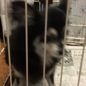 【保護犬カフェ鶴橋店】チワワのタンクちゃん里親様募集中の画像