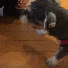 【保護犬カフェ鶴橋店】遊び上手のななこの画像