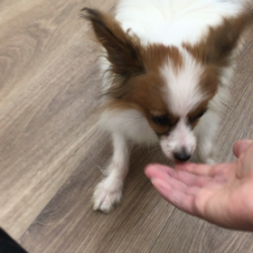 【保護犬カフェ寺田町店】若いパピヨンのトムくん 里親様募集中の画像